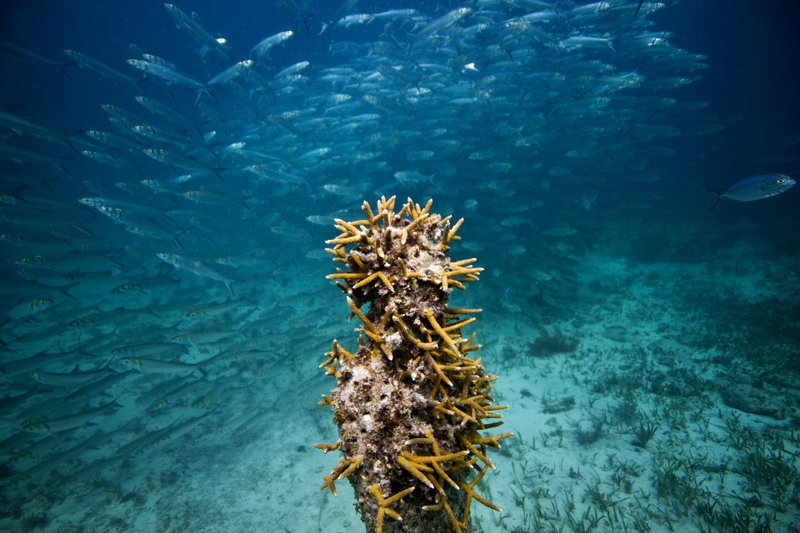 Illustration for article titled The Astonishing Treasures of Underwater Art Galleries